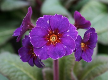 AMETHYST COWICHAN 