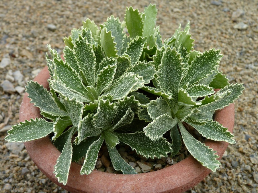 Primula marginata 'DARK SEEDLING'