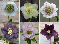 BARNHAVEN HELLEBORE HYBRIDS - Hand-pollinated plant collection - Special Collection