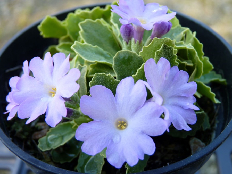 STRADBROOK LILAC LUSTRE