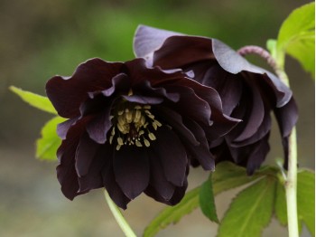 Helleborus x hybridus double ardoise