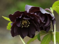 Helleborus-Hybriden gefüllt pflaumenfarbig