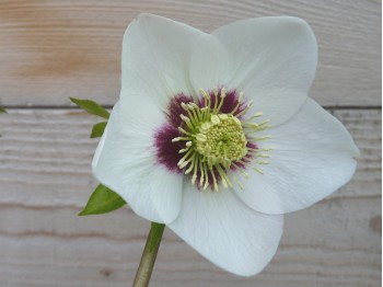 Helleborus x hybridus 'Barnhaven hybrids' Single White red centre