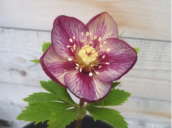 Helleborus x hybridus 'Barnhaven hybrids' Single Picotee Bright Shades