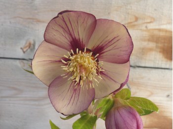 Helleborus x hybridus 'Barnhaven hybrids' Single Picotee Bright Shades