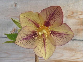 Helleborus x hybridus 'Barnhaven hybrids' Single Picotee Bright Shades