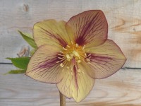 Helleborus x hybridus 'Barnhaven hybrids' Single Picotee Bright Shades