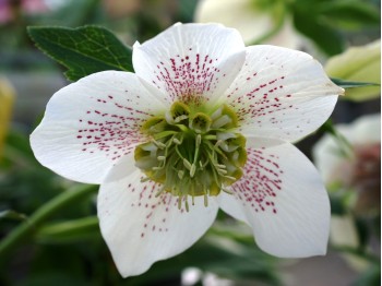 Helleborus x hybridus 'Barnhaven hybrids' Anemone Centre White