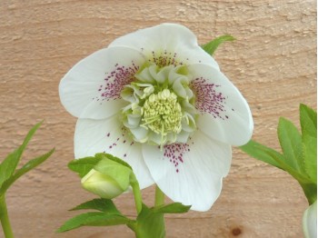 Helleborus x hybridus 'Barnhaven hybrids' Anemone Centre White