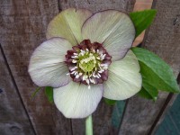 Helleborus x hybridus 'Barnhaven hybrids' Anemone Centre Red and Green Shades