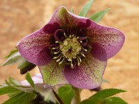 Helleborus x hybridus 'Barnhaven hybrids' Anemone Centre Red and Green Shades