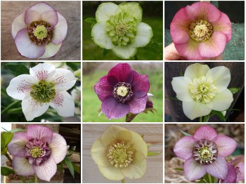 Helleborus x hybridus 'Barnhaven hybrids' Anemone Centre Mixed Shades