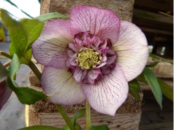 Helleborus x hybridus 'Barnhaven hybrids' Anemone Centre Mixed Shades