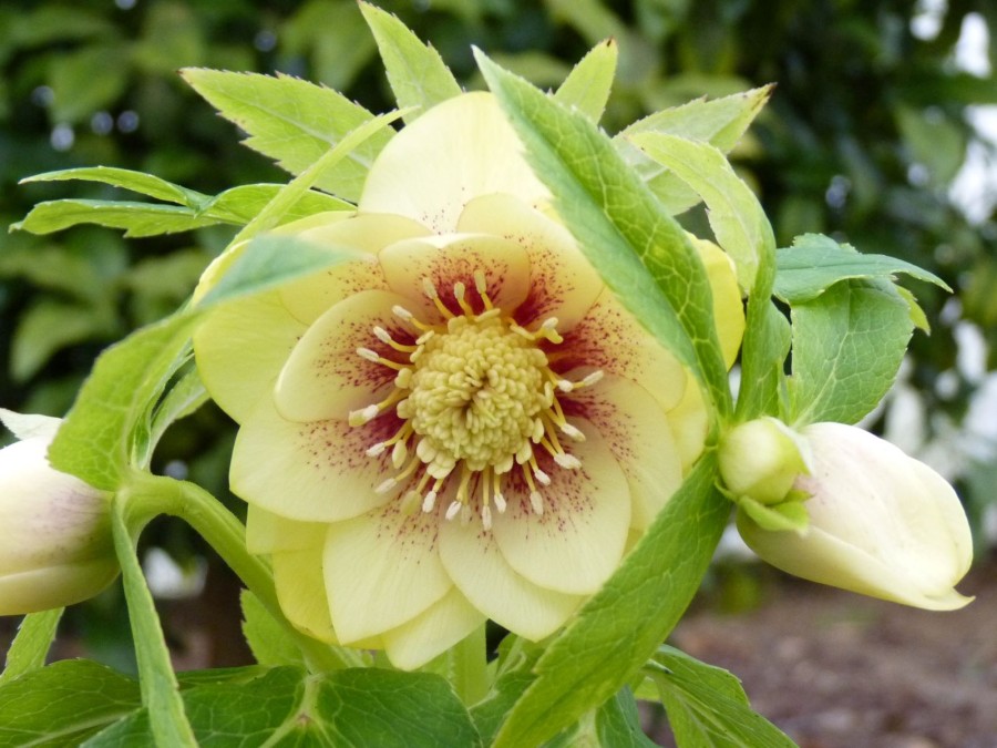 Helleborus x hybridus 'Barnhaven hybrids' Double Strain - Yellow Spotted Shades