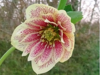 Helleborus x Hybridus Hybride de Barnhaven Double jaune Guttatus