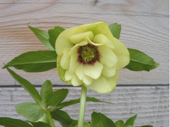 Helleborus-Hybriden Gefüllt Gelb und rosa