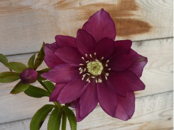 Helleborus x hybridus 'Barnhaven hybrids' Double Strain - Dark red