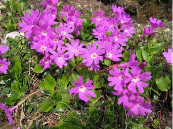 Primula clusiana