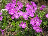 Primula clusiana