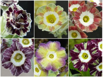 STRIPED AURICULAS - Plant collection