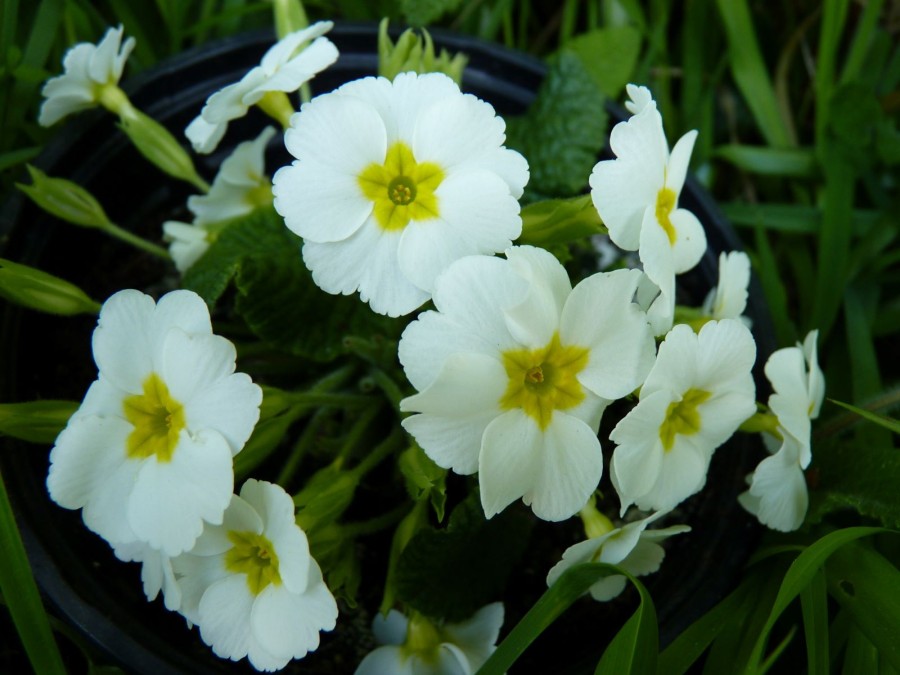 WHITE JULIANAS