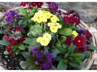 PRIMULA COWICHAN Seed mix