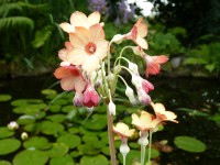 Primula florindae 'Mango' shades