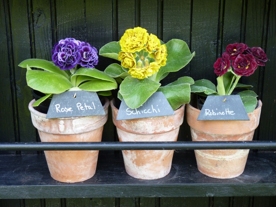 DOUBLE AURICULA - Plant kit