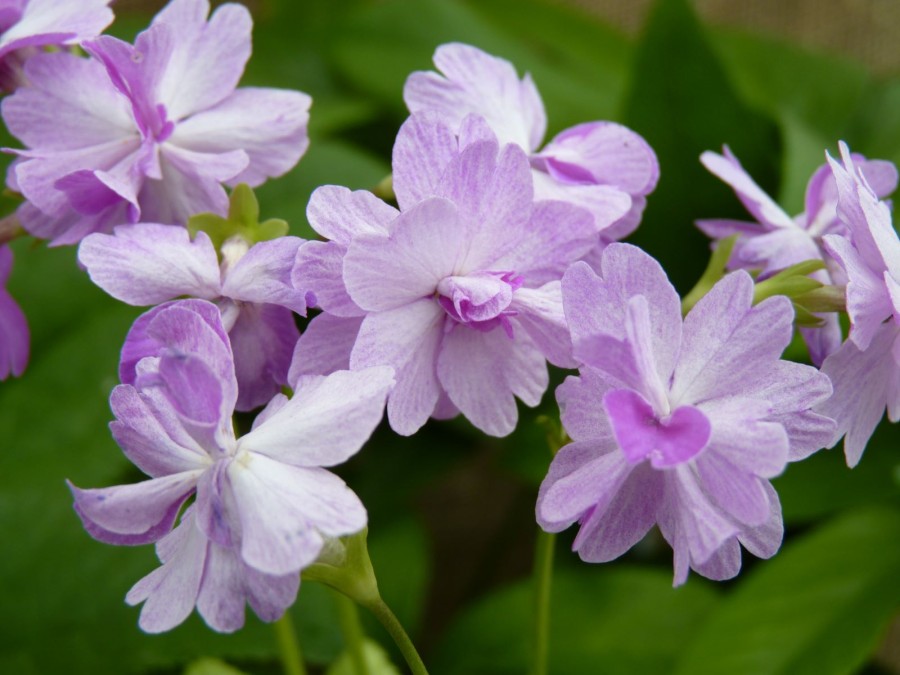 Primula sieboldii 'Koharu Biyori'