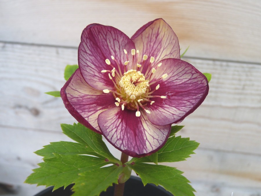 Helleborus x hybridus 'Barnhaven hybrids' - Single Picotee Strain Bright shades