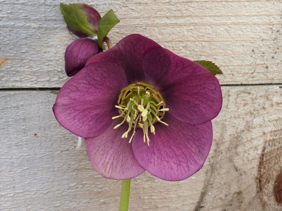 Helleborus x hybridus 'Barnhaven hybrids' - Single Red  Strain