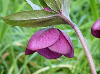 Helleborus x hybridus 'Barnhaven hybrids' - Single Red  Strain