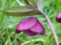 Helleborus x hybridus 'Barnhaven hybrids' - Single Red  Strain