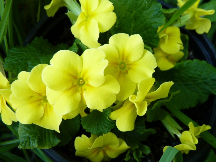 Primrose YELLOW JULIANAS