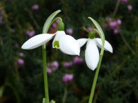 GALANTHUS ELWESII 'MOUNT EVEREST'