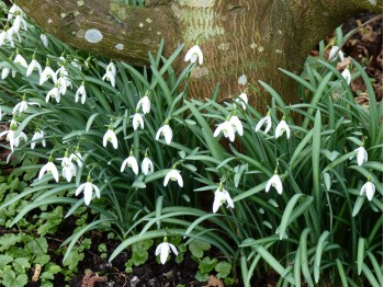 GALANTHUS NIVALIS 