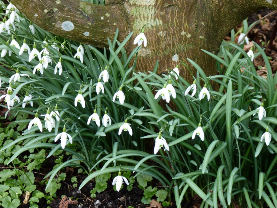 GALANTHUS NIVALIS 