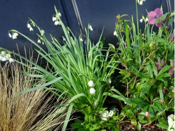 LEUCOJUM AESTIVUM 'Gravetye Giant'