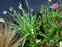 LEUCOJUM AESTIVUM 'Gravetye Giant'