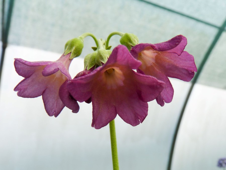 Primula waltonii