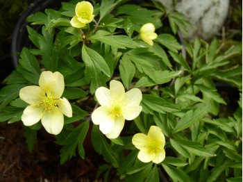 Anemone lipsiensis