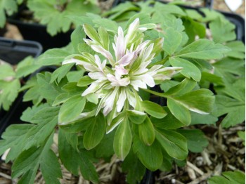 Anemone nemerosa 'Stammerberg'