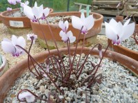 Cyclamen africanum