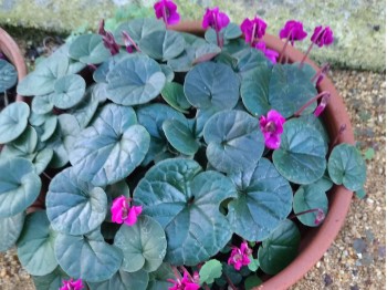 Cyclamen coum 'Rubrum'