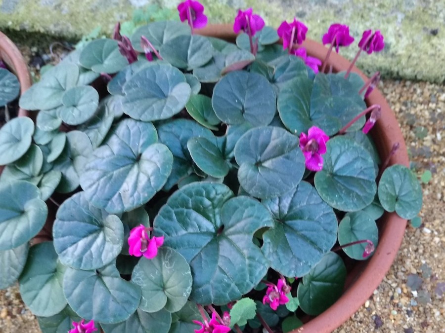 Cyclamen coum 'Rubrum'