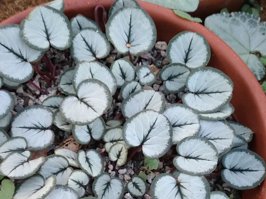 Cyclamen coum ' Silver Leaf'