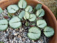 Cyclamen coum ' Silver Leaf Album'