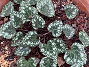 Cyclamen graecum subsp. candicum