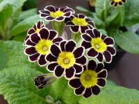 Primula GOLD LACED POLYANTHUS