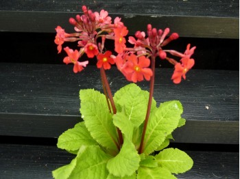 Primula aurantiaca -red form